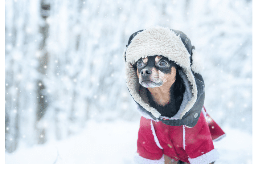 Dress Your Pets for cute and furry winter marketing ideas