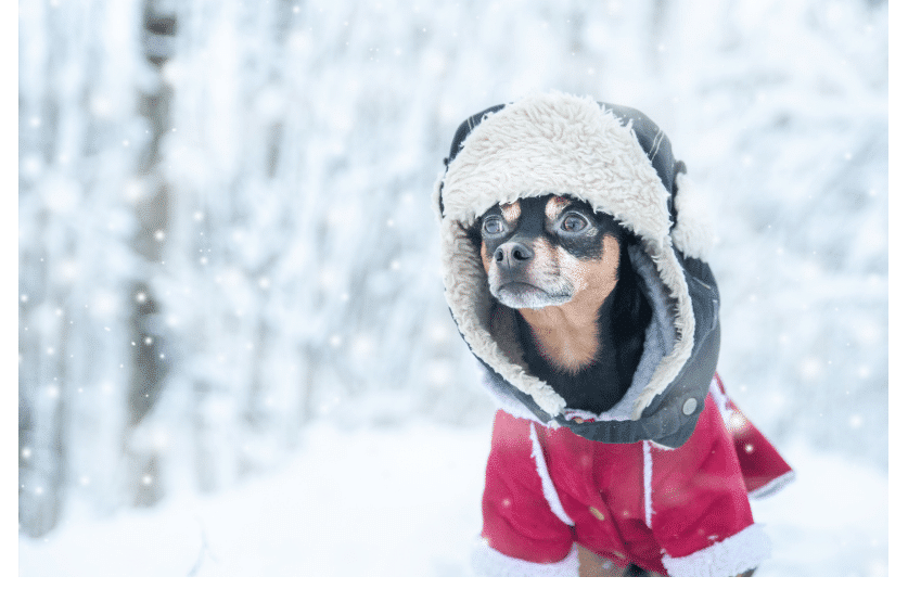 Dress Your Pets for cute and furry winter marketing ideas 